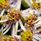 Fading Himalayan Aster, Lilac Himalayan Aster