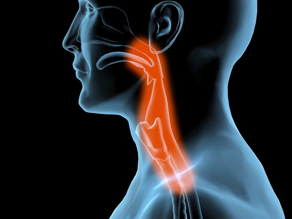 Illustration of Esophageal structure