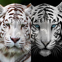 Beautiful White Tiger Wallpaper