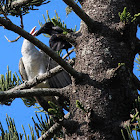 Channel-billed Cuckoo