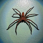 Huntsman spider