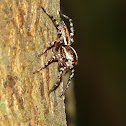 Gray Wall Jumper