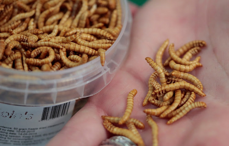 An attendee of the 'Eating Insects Detroit: Exploring the Culture of Insects as Food and Feed' conference shows edible freeze-dried mealworms at Wayne State University in Detroit. File photo