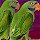 Parrot Wallpapers Parrot New Tab HD