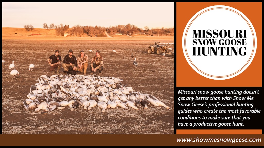 snow goose hunting