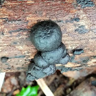 Coal fungus