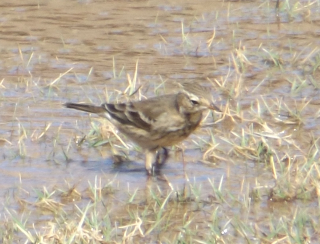 American Pipit