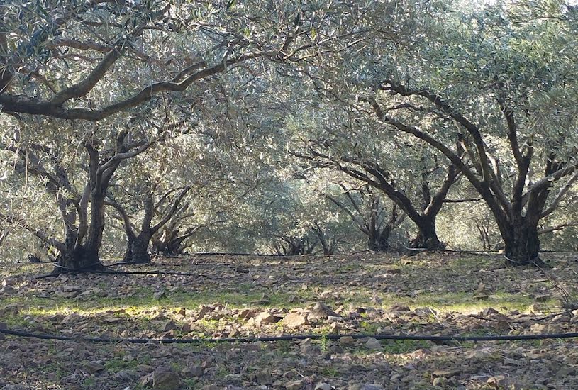  Vente Terrain agricole - 35 260m² à Le Bosc (34700) 