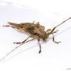 Long Horned Wood Boring Beetle