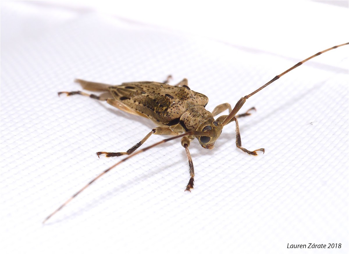 Long Horned Wood Boring Beetle