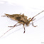 Long Horned Wood Boring Beetle