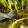 Common blackbird