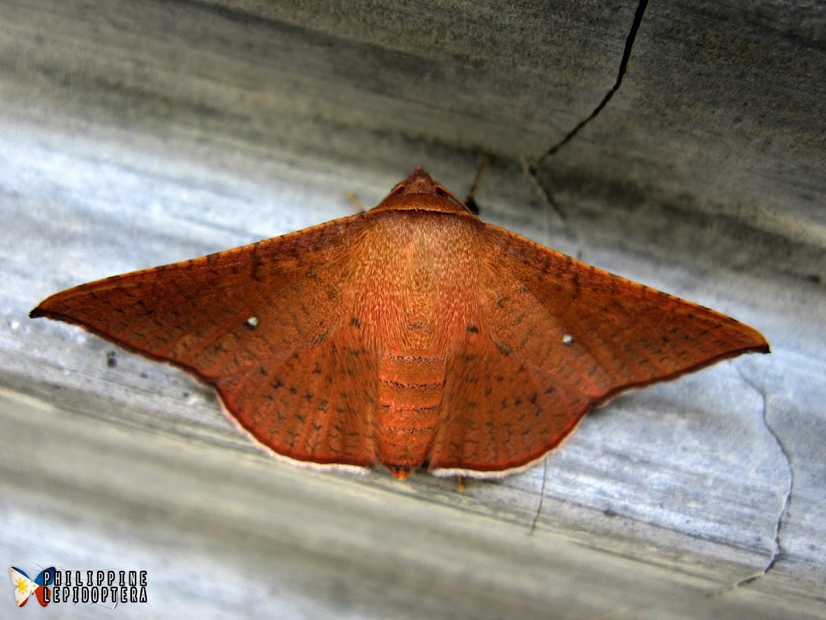 Picture Wing Moth