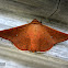 Picture Wing Moth