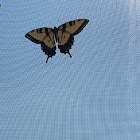 Eastern Tiger swallowtail