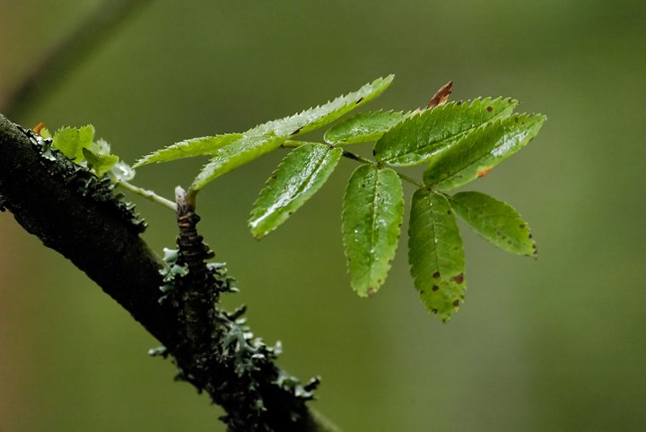 Giovani foglie di tapio