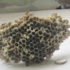 Wasp Nest