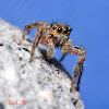 Jumping spider