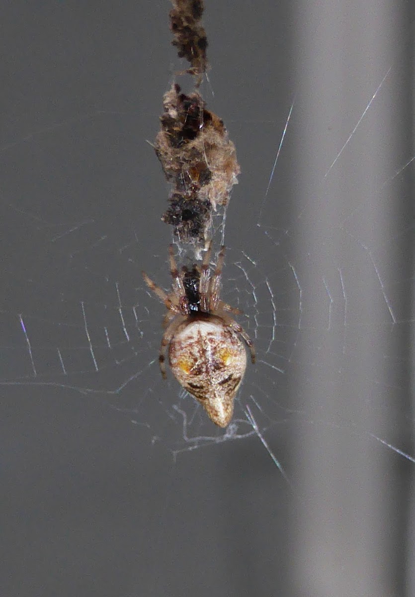 Trashline Orbweaver ♀