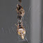 Trashline Orbweaver ♀