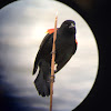 Red-winged Blackbird