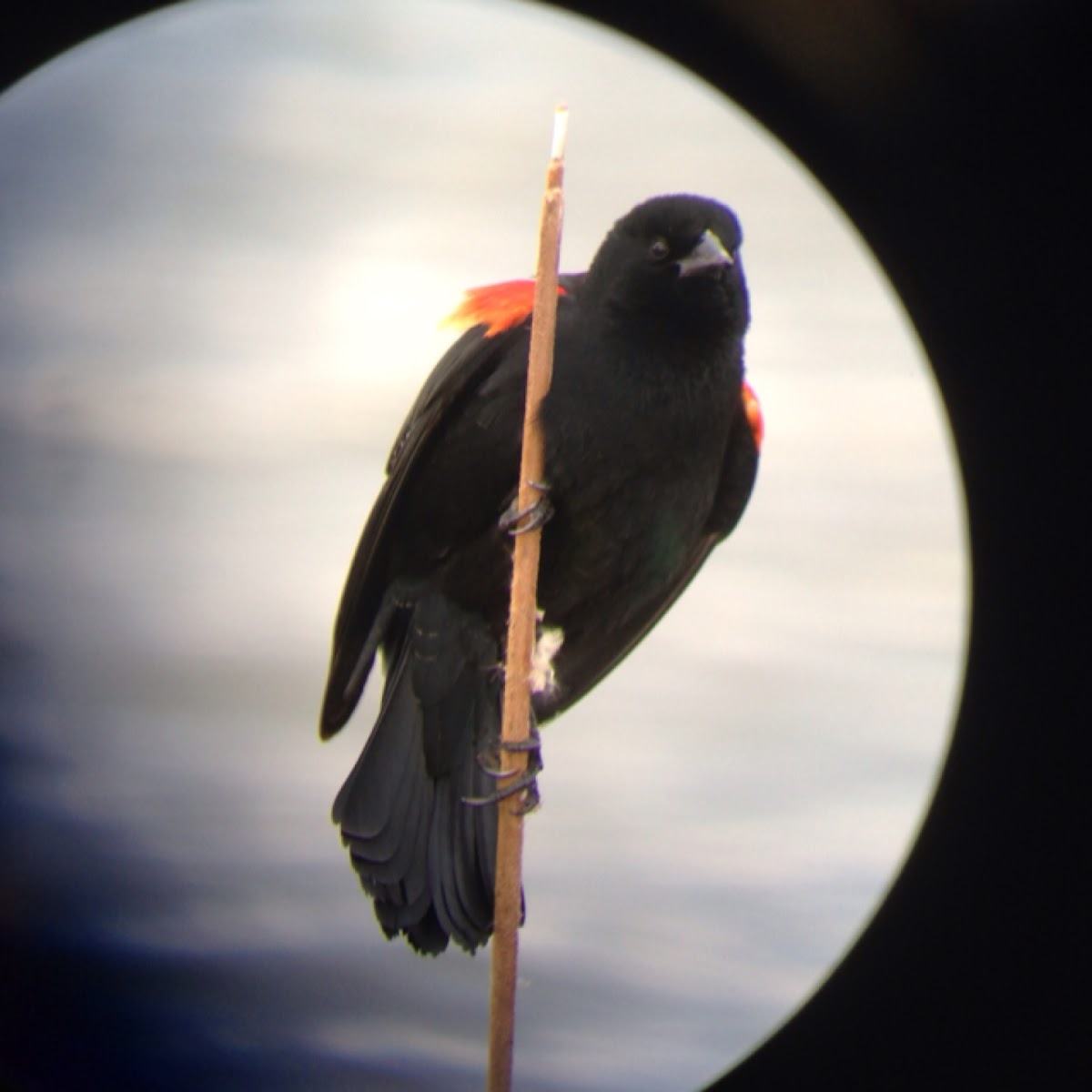 Red-winged Blackbird