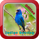 Download Indigo Bunting Bird Song For PC Windows and Mac 1.0