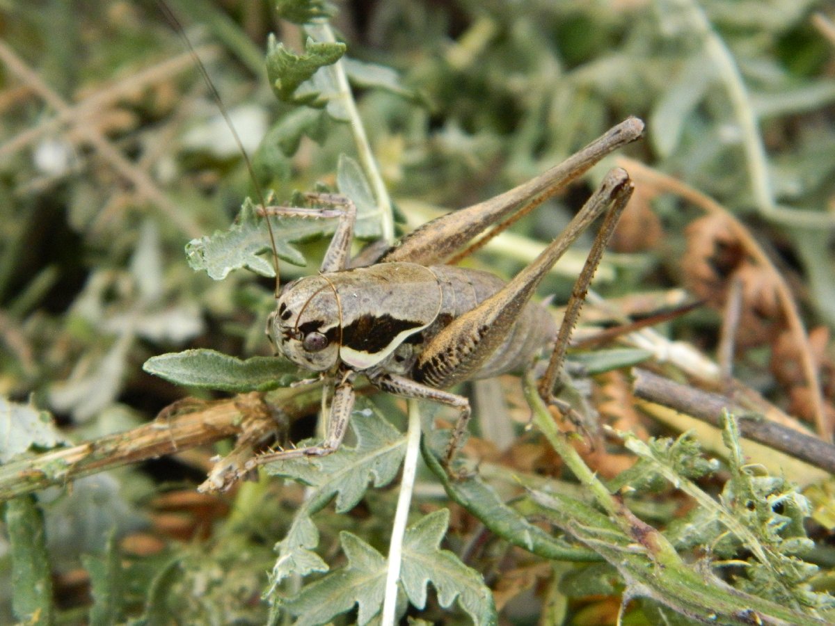 Greek marbled bush-cricket ♀