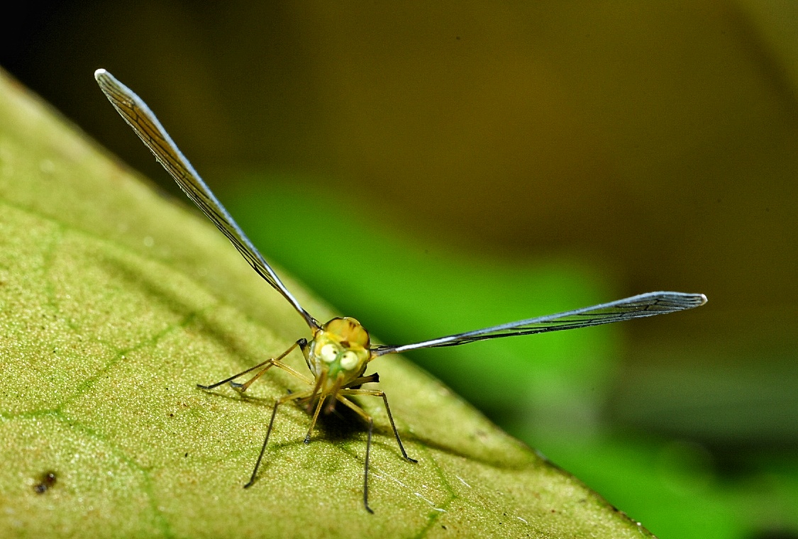 Cross-ryed leaf hopper