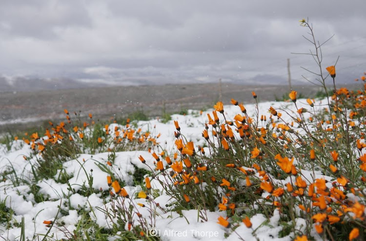 Just when you thought winter was over.... Alfred Thorpe woke up to a foot of snow after a windy night in the mountains outside Ceres.