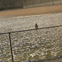 Red Tailed Hawk