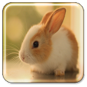 Bunny Live Wallpaper icon