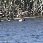 Pochard; Porrón Común