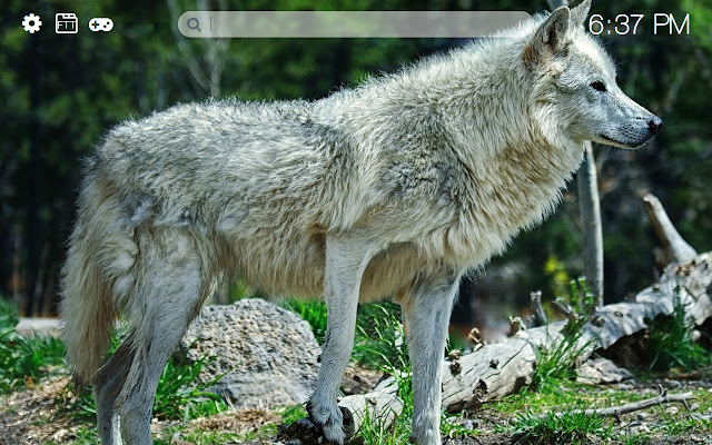 Wolves HD new free tab theme