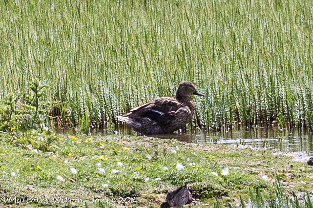 Mallard