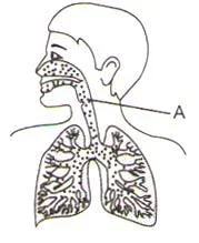 Human Respiratory System