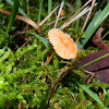 Orange Moss Cap