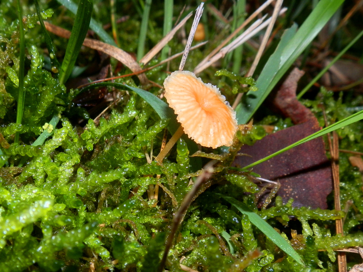 Orange Moss Cap