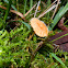 Orange Moss Cap