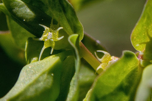 Euphorbia peplus