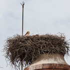 White Stork