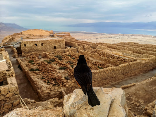 Un piccolo uccello contempla la libertà di francescomattiamacri