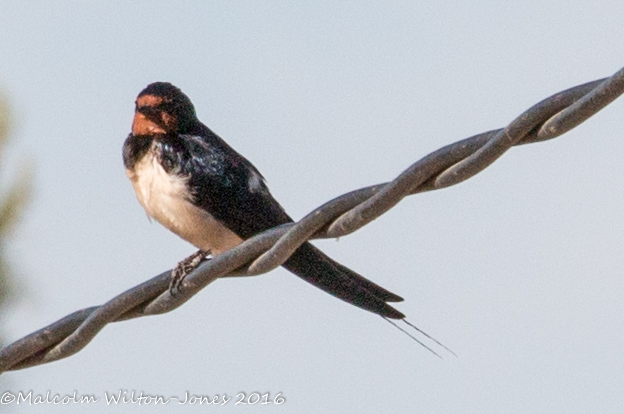 Barn Swallow; Golondrina Común