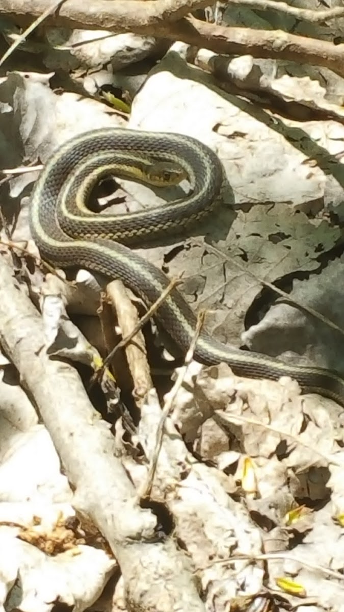 Garter snake