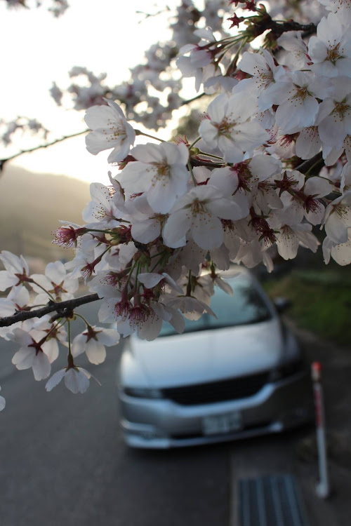 オデッセイの桜と愛車・桜・ドライブに関するカスタム事例の投稿画像3枚目