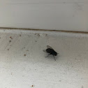 House Fly