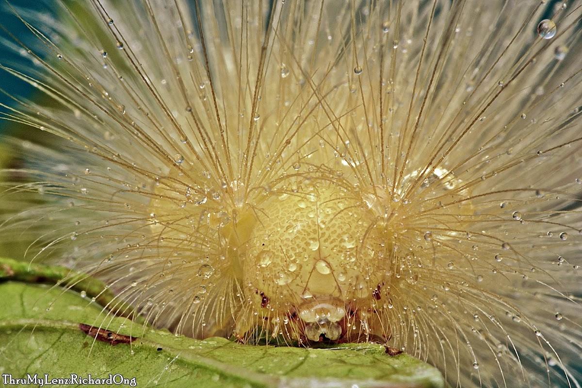 Tussock Moth