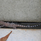 Mediterranean house gecko