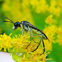 Yellow-sided Clover-sawfly