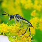 Yellow-sided Clover-sawfly